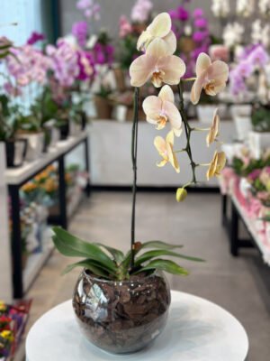 Orquidea phalaenopsis aquario de vidro