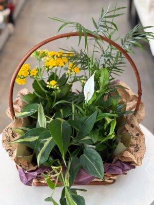 Kit cesta de plantas mix