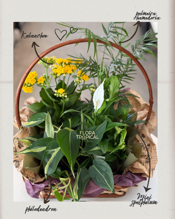 Kit cesta de plantas mix - Imagem 2